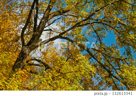 A tree with leaves that are yellow and brown A tree with leaves that are yellow and brown 132613341