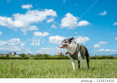 ボストン・テリア ボストン・テリア 132613418