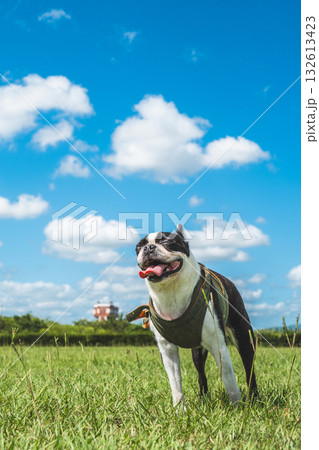 ボストン・テリア 132613423