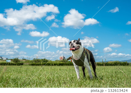 ボストン・テリア 132613424