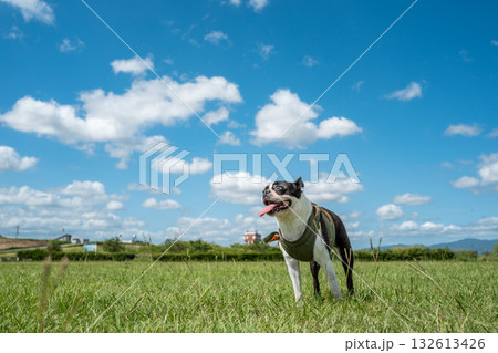 ボストン・テリア 132613426