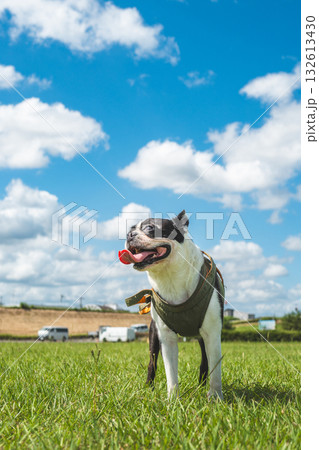 ボストン・テリア 132613430