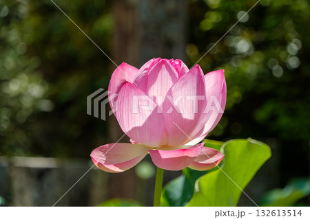夏の日差しを浴びるピンク色の蓮の花 夏の日差しを浴びるピンク色の蓮の花 132613514