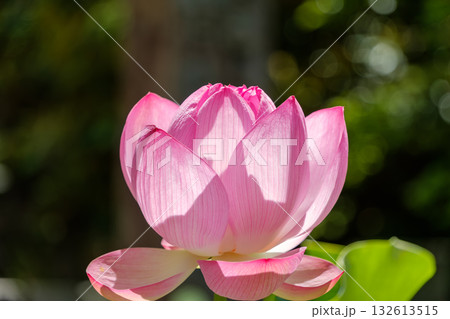 緑の玉ボケを背景にしたピンク色の蓮の花 緑の玉ボケを背景にしたピンク色の蓮の花 132613515