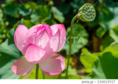 鮮やかなピンクのハスの花とハスの実（花托） 132613517