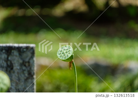 夏の日差しを浴びたハスの花托 夏の日差しを浴びたハスの花托 132613518