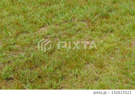 広大な草地に咲く小さな黄色い花 132613521