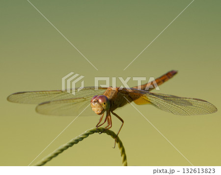 縄にとまるアキアカネ 132613823