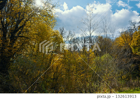 A forest with trees in various stages of fall 132613913