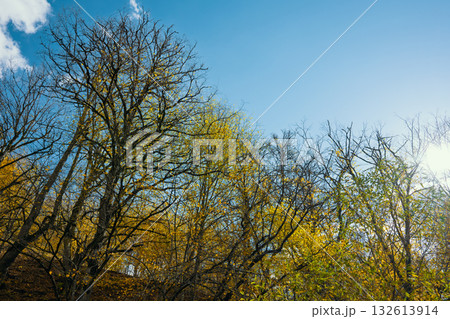 A beautiful blue sky with a few trees in the background 132613914