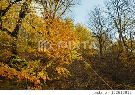 A tree with leaves that are orange and yellow A tree with leaves that are orange and yellow 132613915