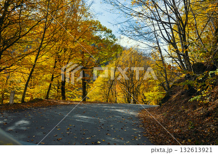 A road with trees on both sides and leaves on the ground A road with trees on both sides and leaves on the ground 132613921