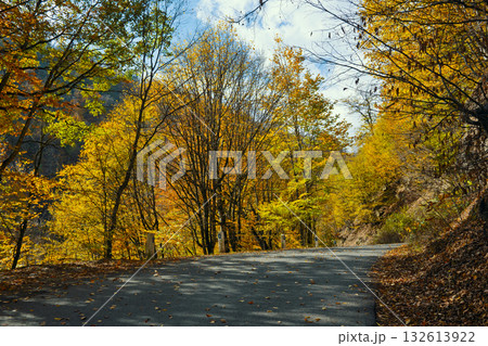 A road with trees on both sides and leaves on the ground A road with trees on both sides and leaves on the ground 132613922