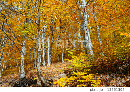 A forest with trees that are full of leaves A forest with trees that are full of leaves 132613924