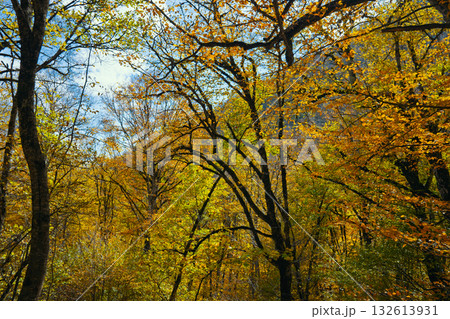 A forest with trees in autumn colors A forest with trees in autumn colors 132613931