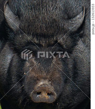 A close up of a pig's face with its eyes closed 132613933