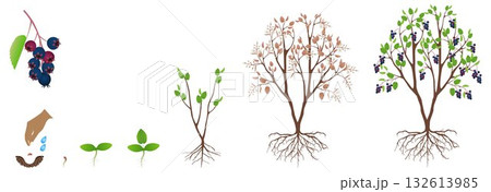 Cycle of growth of irga plant isolated on a white background. Cycle of growth of irga plant isolated on a white background. 132613985
