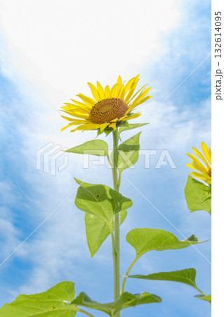 青空と太陽に向かって伸びる夏のひまわり 青空と太陽に向かって伸びる夏のひまわり 132614095