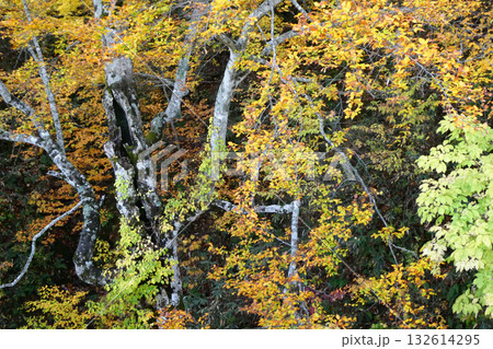 岩手県八幡平のコケやツタに覆われたブナの老木の黄葉 132614295