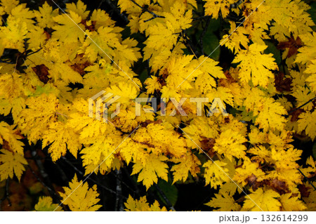 金色のカナダの王室造幣局の作るメイプルリーフ金貨のようなカエデの黄葉したカエデの木と葉 132614299