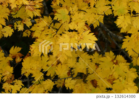 金色のカナダの王室造幣局の作るメイプルリーフ金貨のようなカエデの黄葉したカエデの木と葉 132614300