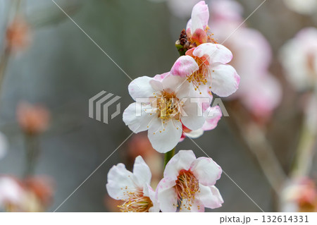 春の訪れを告げる白梅の花 132614331