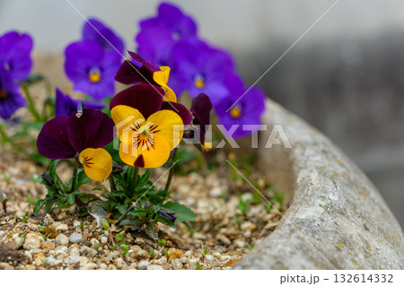 コンクリートの植木鉢に咲く黄色と紫のツートンカラーのパンジー コンクリートの植木鉢に咲く黄色と紫のツートンカラーのパンジー 132614332