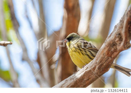 春の枝にとまるアオジの姿 春の枝にとまるアオジの姿 132614411