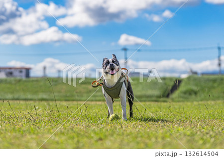 ボストン・テリア 132614504