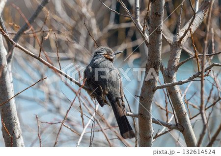 冬の木の枝にとまるヒヨドリ 132614524