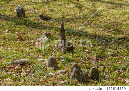 苔むした地面に立つラクウショウの呼吸根 132614589