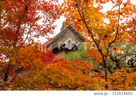 禅林寺(永観堂)の紅葉と屋根 禅林寺(永観堂)の紅葉と屋根 132614603