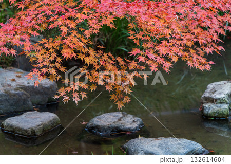 禅林寺(永観堂)の紅葉と池の風景 禅林寺(永観堂)の紅葉と池の風景 132614604