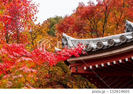 禅林寺（永観堂）の紅葉と寺院の屋根 132614605
