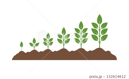 Green seedlings rise from soil gradually developing leaves and height reflecting organic growth 132614612