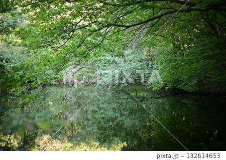 夏の終わり 池の水面に映った緑色の木々 夏の終わり 池の水面に映った緑色の木々 132614653