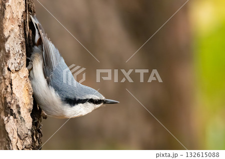 eurasian nuthatch 132615088