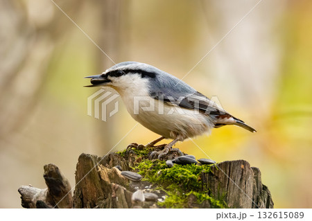 eurasian nuthatch 132615089