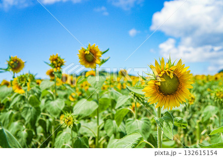ひまわり畑に咲く大きなひまわり青空と雲 132615154