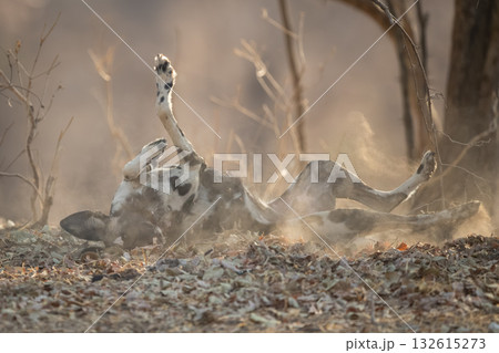 African wild dog lies rolling on ground African wild dog lies rolling on ground 132615273