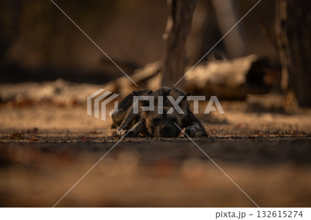 African wild dog lies sleeping near logs African wild dog lies sleeping near logs 132615274