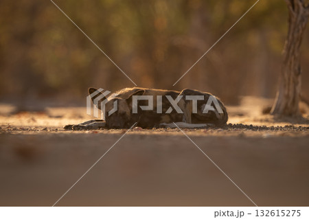 African wild dog lies sleeping near trees African wild dog lies sleeping near trees 132615275