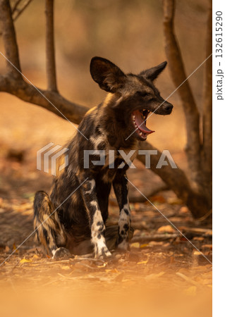 African wild dog sits yawning in bushes African wild dog sits yawning in bushes 132615290