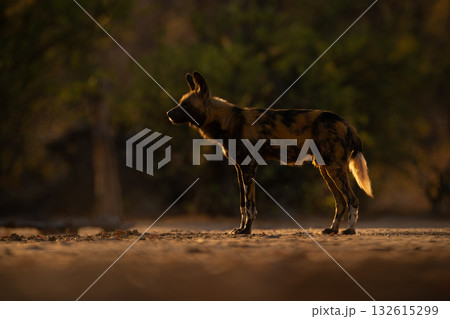 African wild dog stands in profile backlit 132615299