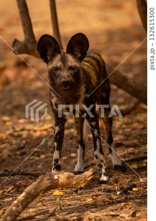 African wild dog stands looking to camera 132615300