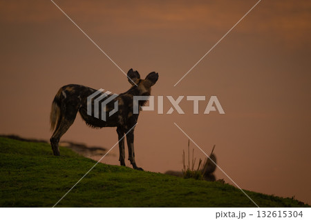 African wild dog stands silhouetted on riverbank African wild dog stands silhouetted on riverbank 132615304