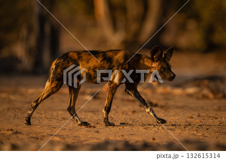 African wild dog with collar walks past 132615314
