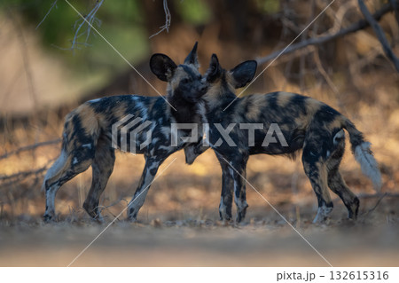 African wild dogs bites neck of another African wild dogs bites neck of another 132615316