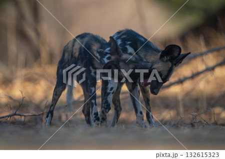 African wild dogs stand nipping each other African wild dogs stand nipping each other 132615323