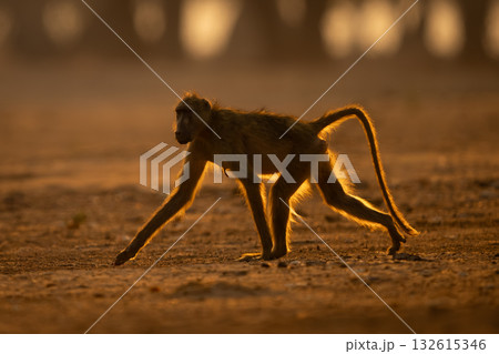 Backlit chacma baboon crosses ground near trees 132615346